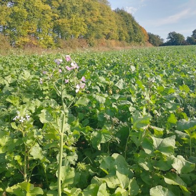 crop growing in field
