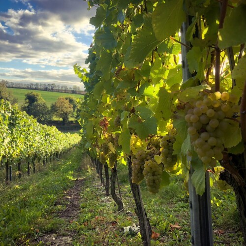 Leckford Estate Vineyard 