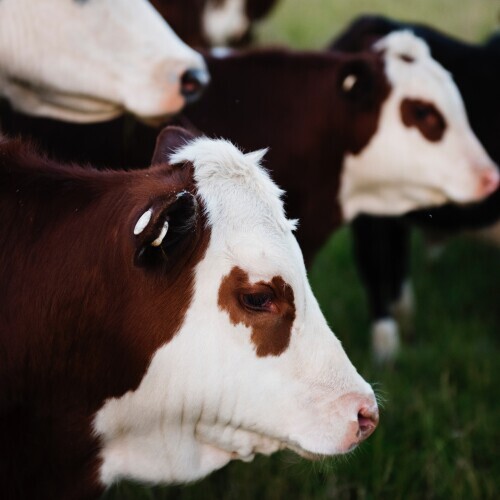 Cows in a herd