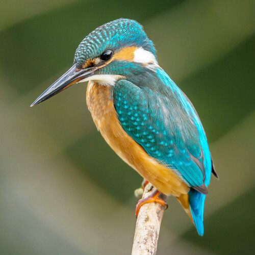SBlue bird at Leckford Estate water garden