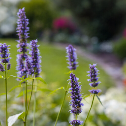Leckford Nursery Flowers