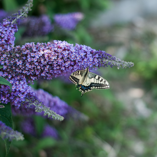 Buddleja Longstock Park Nursery Hampshire