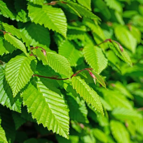 Hornbeam hedging Longstock Park Nursery Hampshire