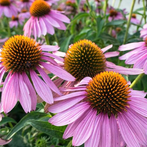 large pink flower