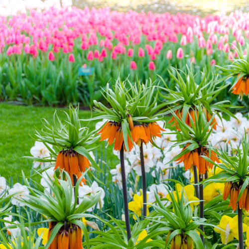 Tulips Longstock Park Water Garden, Hampshire