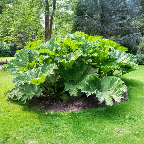 Giant Rhubarb at Leckford Estate