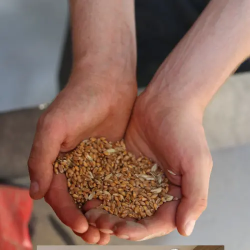 a handful of spirit grain