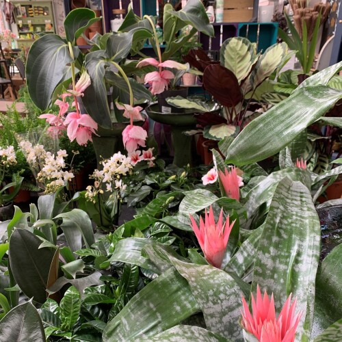 House plants at Leckford garden shop, Hampshire