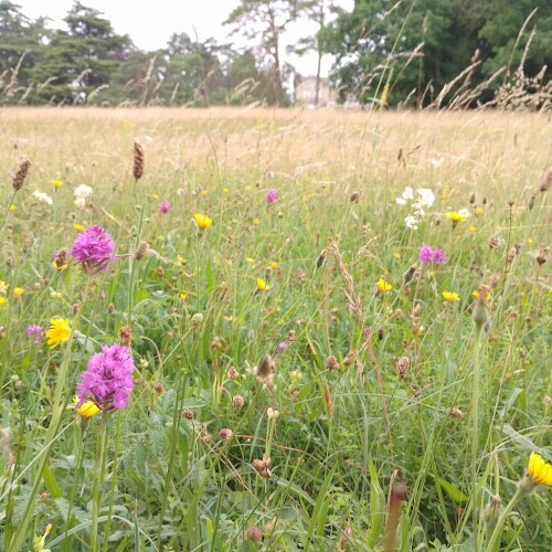 Wildflowers in a field