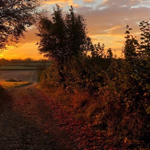 A hedgerow on a farm track