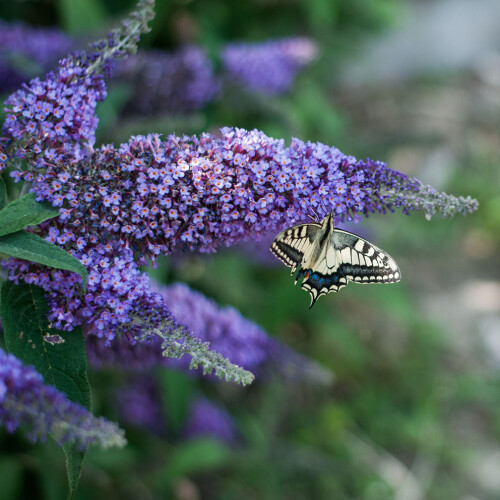 Buddleja Longstock Park Water Garden, Hampshire