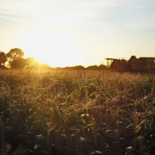 crops growing on The Waitrose & Partners Farm