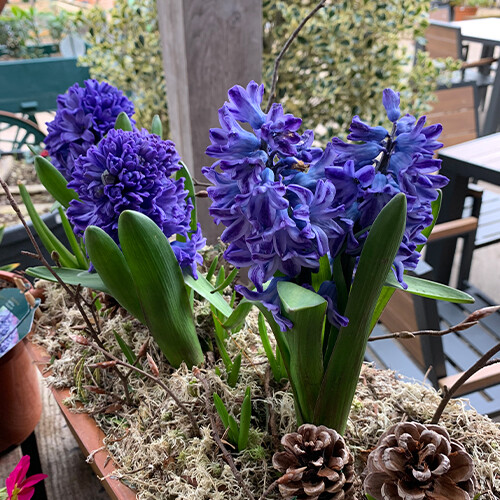 British grown flowers