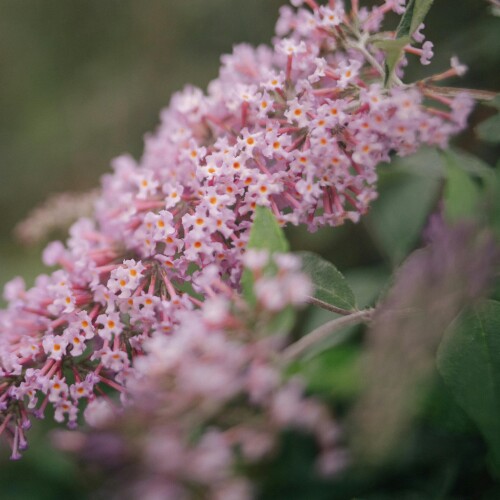 Pale Pink Buddleja