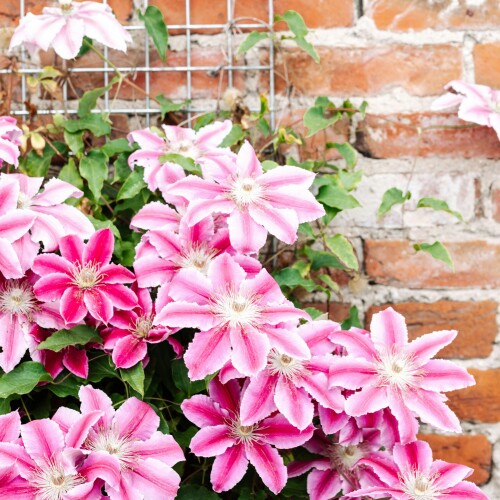 Pink climbing flower