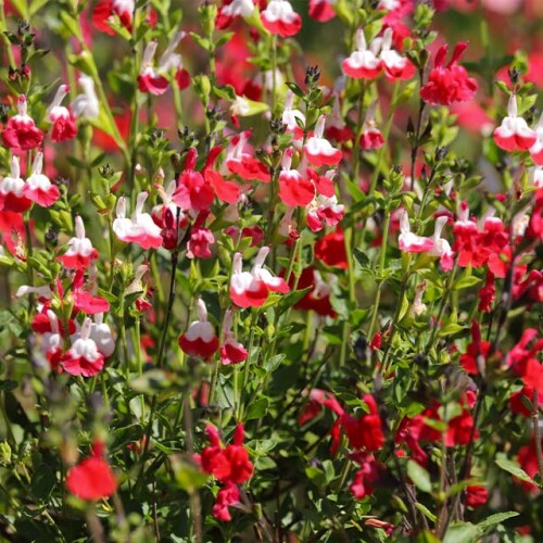 Close up of pink and white perennials