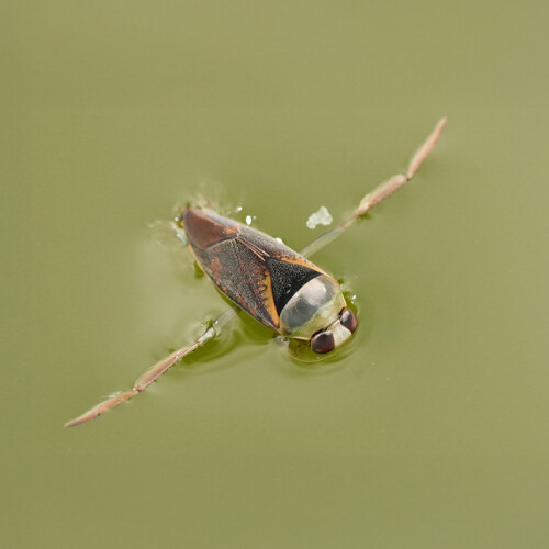 Grasshopper at SBlue bird at Leckford Estate water garden