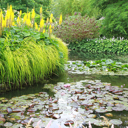 Water lilies at a water garden