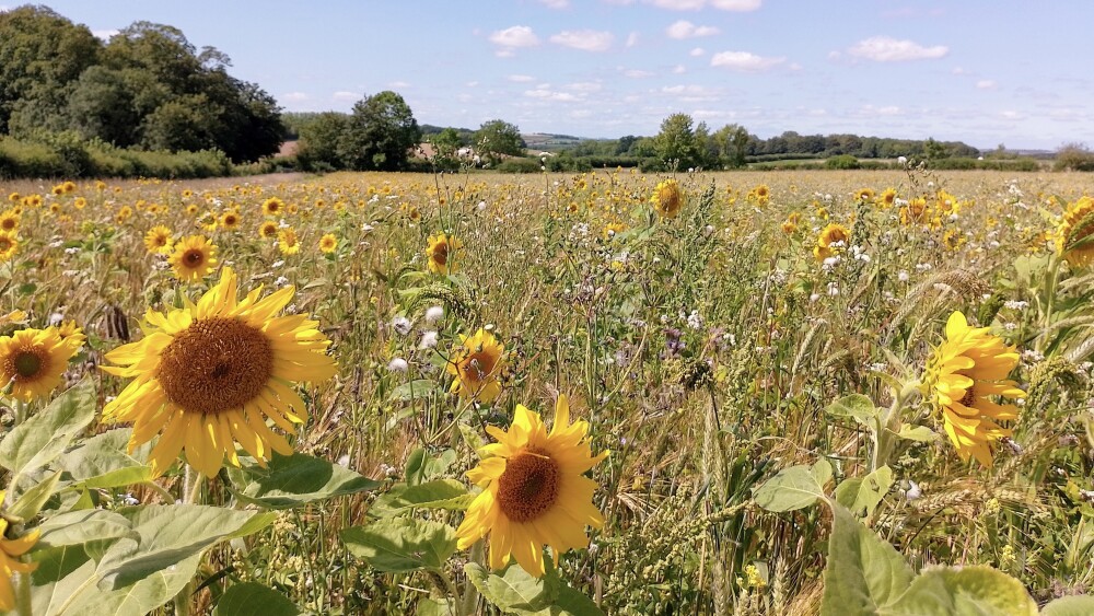 Countryside at Leckford Estate