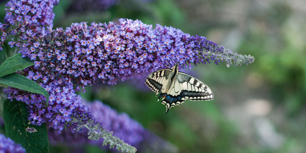 Buddlejas