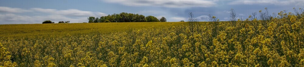 Rapeseed crop in a field