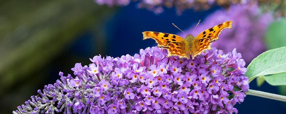 Butterly landing on a purple buddleja