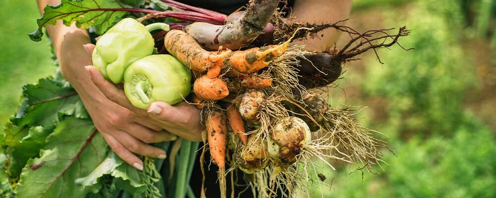 Spring gardening at Leckford estate