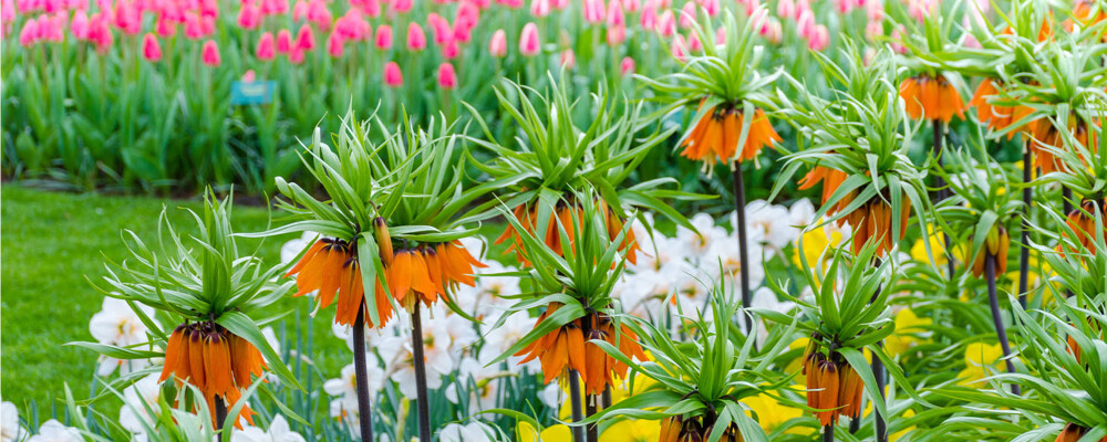 Spring flowers in bloom at Leckford Estate water garden