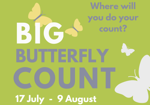 big butterfly count 2026