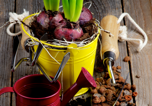 Bulbs in a plant pot