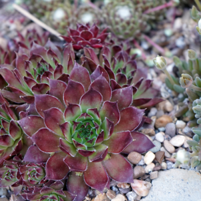 Alpines
