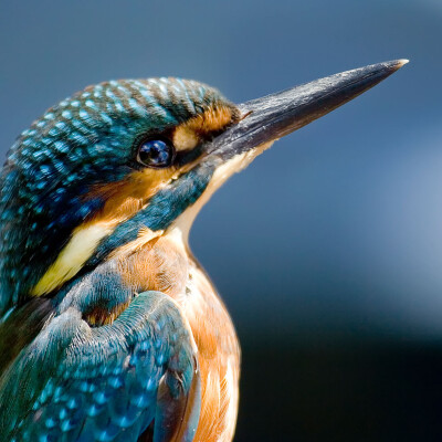 Garden Wildlife