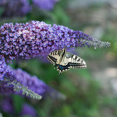 Water Garden Plants & Planting