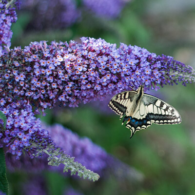 Buddlejas at Leckford Estate