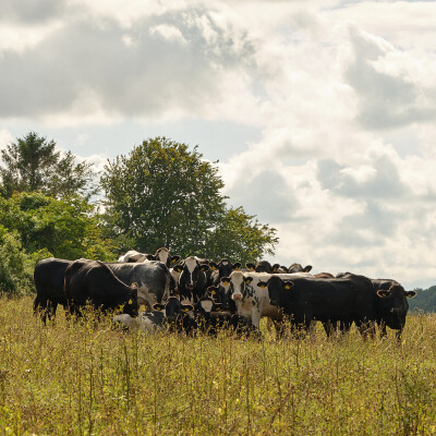 Beef Herd