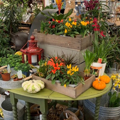 Plants and gourds display