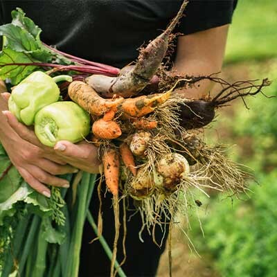 Grow your own vegetables