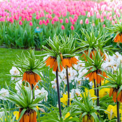 Spring flowers at Longstock Park Water Garden