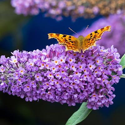 Close up of a butterfly landing on a buddleja