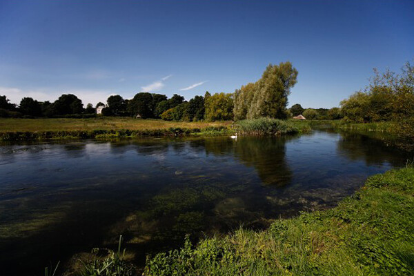 Swan gliding on sunny river