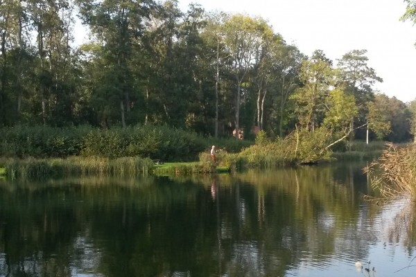 Leaning trees over wide stretch of river