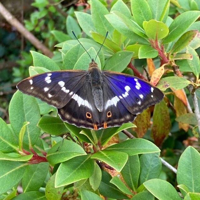 Butterflies on the Leckford Estate