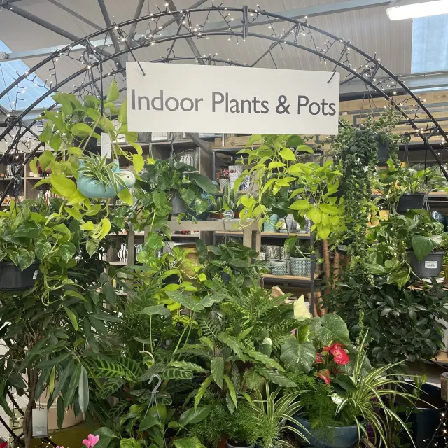 Houseplant display with lights