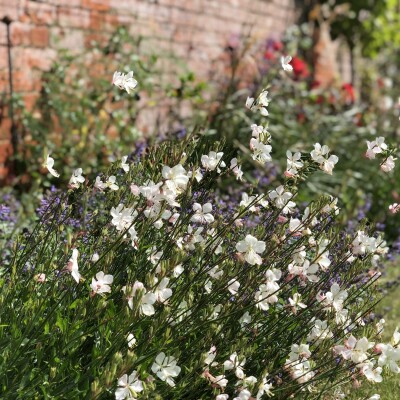 Garden Wall and Bed Planting