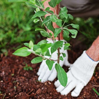 Tree & Bulb Planting