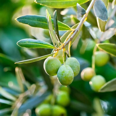 Replanting an Olive Tree